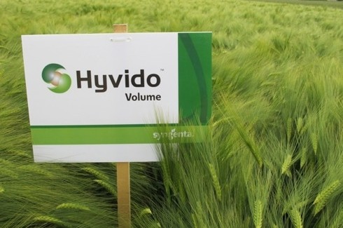 Syngenta: HYVIDO hybrid barley