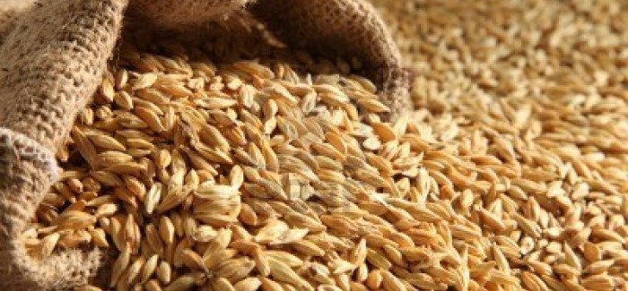 CHAMPION Spring Variety – Feed Barley