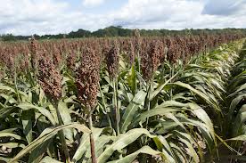 US. DuPont Pioneer Introduces Two New Sorghum Hybrids