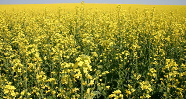 New canola seed varieties for 2015