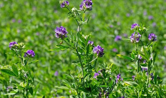 DuPont Pioneer Introduces Exclusive Pioneer® Brand Alfalfa Varieties With HarvXtra® Technology