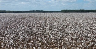 Cotton-Read-for-Harvest