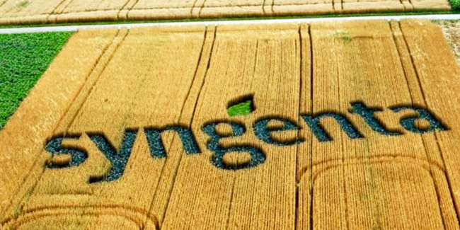 Syngenta releases new corn hybrids and unveils new naming system