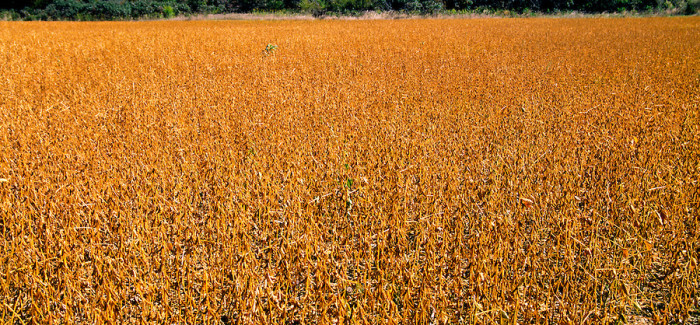 Clemson Releases New Soybean Cultivar That Extends Planting Season And Growing Region